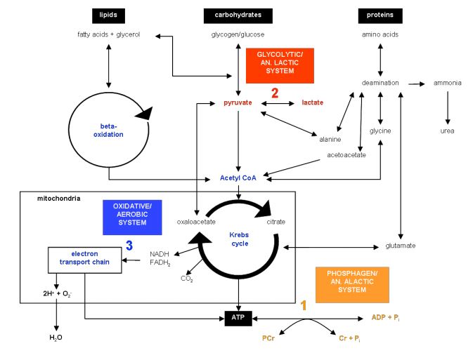 pathways.JPG